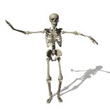 skeleton_dancing_lw.gif