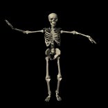 skeleton_dancing_lb.gif