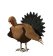 turkeyjump_mw.gif