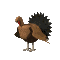 turkeyjump_mc.gif