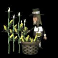pilgrim_pickingcorn_mb.gif