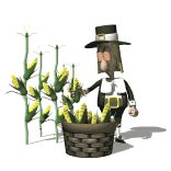 pilgrim_pickingcorn_lw.gif