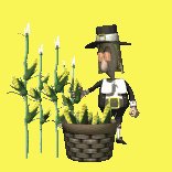 pilgrim_pickingcorn_lc.gif