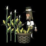 pilgrim_pickingcorn_lb.gif