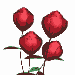 roses_opening_mw.gif