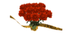 roses_mw.gif
