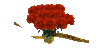 roses_mc.gif