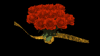 roses_mb.gif