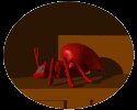red_ants_resting_lc.gif