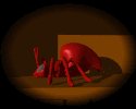 red_ants_resting_lb.gif