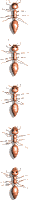 ants_walk_divider_vert_mw.gif