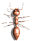 ant_wall_walk_sw.gif