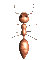 ant_wall_walk_sc.gif