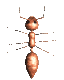 ant_wall_walk_mc.gif
