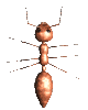 ant_wall_walk_lc.gif