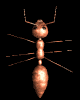 ant_wall_walk_lb.gif