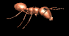 ant_walk_rt_sb.gif