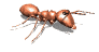 ant_walk_rt_mw.gif