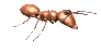 ant_walk_rt_mc.gif
