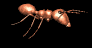 ant_walk_rt_mb.gif