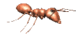 ant_walk_rt_lc.gif