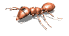 ant_walk_rev_sw.gif