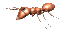 ant_walk_rev_sc.gif