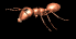 ant_walk_rev_sb.gif