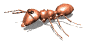 ant_walk_rev_mw.gif