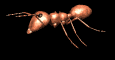 ant_walk_rev_lb.gif