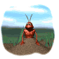 ant_look_sw.gif