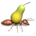ant_carry_pear_sw.gif