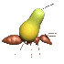 ant_carry_pear_sc.gif