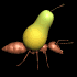 ant_carry_pear_sb.gif