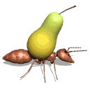 ant_carry_pear_lw.gif