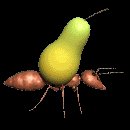 ant_carry_pear_lc.gif