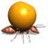 ant_carry_orange_sw.gif