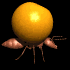 ant_carry_orange_sb.gif