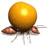 ant_carry_orange_mw.gif