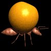 ant_carry_orange_mb.gif