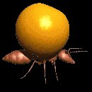 ant_carry_orange_lc.gif