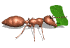 ant_carry_leaf_sw.gif