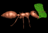 ant_carry_leaf_sb.gif
