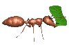 ant_carry_leaf_mc.gif