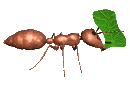 ant_carry_leaf_lc.gif