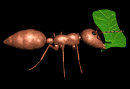 ant_carry_leaf_lb.gif