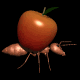 ant_carry_apple_sb.gif