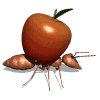 ant_carry_apple_mw.gif