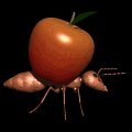 ant_carry_apple_lb.gif
