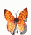 tiger_flap_sw.gif